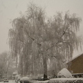 171210-PK-sneeuwval in Heeswijk- 3 